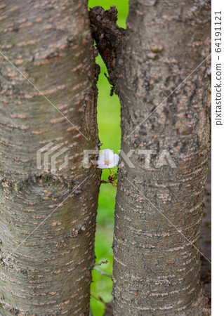 樹之間的櫻花 64191121