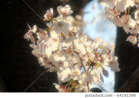 盛開的櫻花:吉野櫻花樹:銀河大堤:一排櫻桃樹 盛開的櫻花:吉野櫻花樹:銀河大堤:一排櫻桃樹 64191399