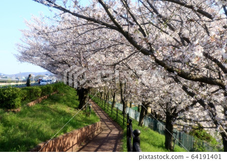  盛開的櫻花：吉野櫻花樹：銀河大堤：一排櫻桃樹 64191401