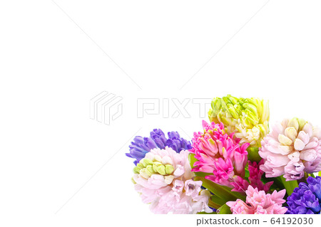 Multicolored hyacinths in a bouquet on a white 64192030