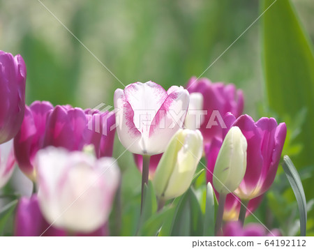 鬱金香 64192112