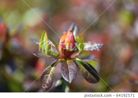 Kirishima azalea buds Kirishima azalea buds 64192571