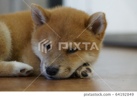 Sleepy Bean Shiba Sleepy Bean Shiba 64192849