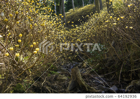 Mitsumata colony and stream 64192936