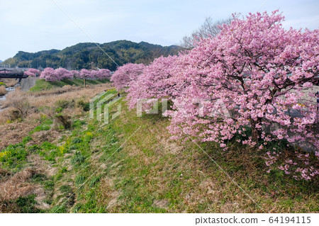 靜岡縣泉南水町青野川河櫻 靜岡縣泉南水町青野川河櫻 64194115