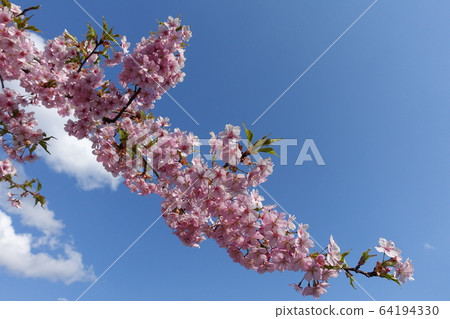 櫻花盛開的河津櫻 64194330