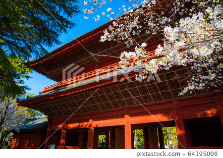 (Minato-ku, Tokyo) Zojoji cherry blossoms and three solutions (Minato-ku, Tokyo) Zojoji cherry blossoms and three solutions 64195008