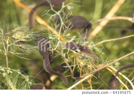 Azuma toad larva Azuma toad larva 64195875