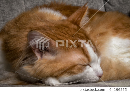 One cute sleeping ginger cat with eyes closed One cute sleeping ginger cat with eyes closed 64196255