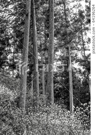 [棕褐色] Mitsumata麵團 64196264