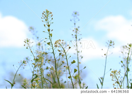 Nazna taken in low angle against the blue sky (spring image) Nazna taken in low angle against the blue sky (spring image) 64196368