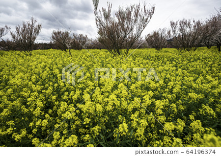 Flowers 64196374