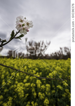 Flowers Flowers 64196376