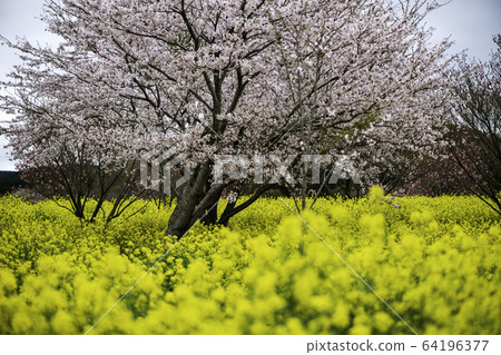 Flowers Flowers 64196377