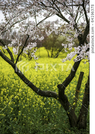 Flowers Flowers 64196378