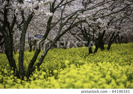 Flowers Flowers 64196381