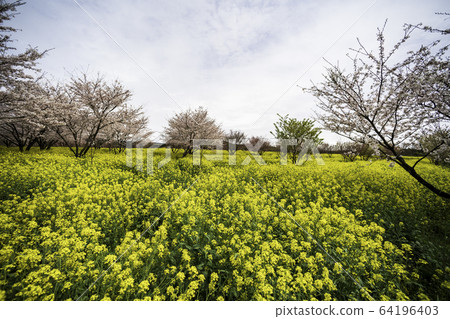 Flowers Flowers 64196403