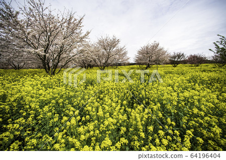 Flowers 64196404