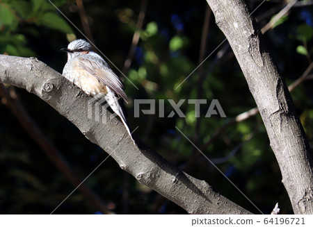 Bulbul / Kiyosumi Garden Bulbul / Kiyosumi Garden 64196721