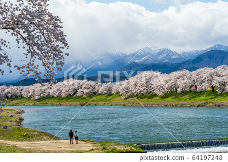Blue sky and Ichimoku Senbonzakura Ogawara Town, Miyagi Prefecture Blue sky and Ichimoku Senbonzakura Ogawara Town, Miyagi Prefecture 64197248