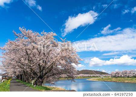 Blue sky and Ichimoku Senbonzakura Ogawara Town, Miyagi Prefecture 64197250