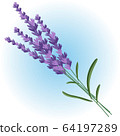 lavender summer blossom flower illustration vector 64197289