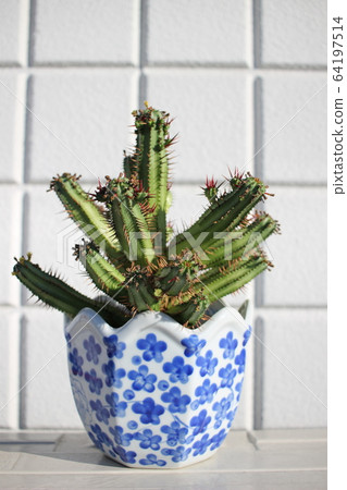 Succulent plant Benisaikaku 64197514