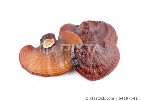 Ganoderma Lucidum Mushroom an isolated on white background Ganoderma Lucidum Mushroom an isolated on white background 64197541