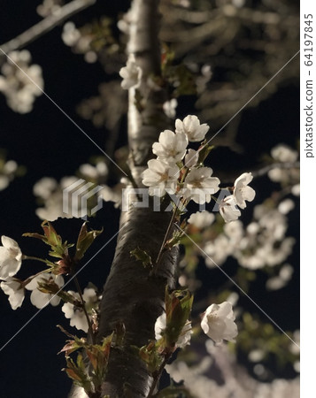 Cherry blossoms at night Cherry blossoms at night 64197845
