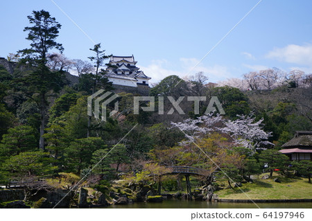 玄關，彥根城，城樓，國寶，櫻花 64197946