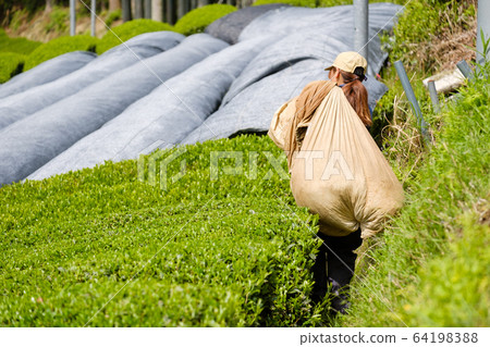 A woman carrying a bag containing harvested tea leaves Shincha Ichibancha Wazuka-cho, Kyoto A woman carrying a bag containing harvested tea leaves Shincha Ichibancha Wazuka-cho, Kyoto 64198388