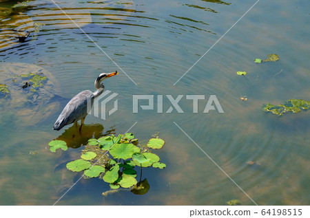 Shirajiri Shirajiri 64198515