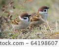 Cute sparrow 64198607