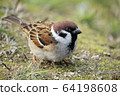 Cute sparrow 64198608