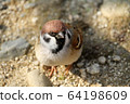 Cute sparrow 64198609