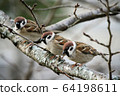 Cute sparrow 64198611