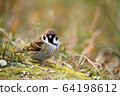Cute sparrow 64198612