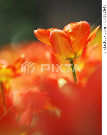 Tulip Tulip 64198645