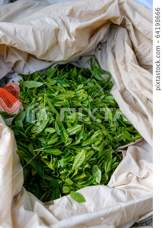 Freshly harvested tea leaves, freshly picked fresh tea, first tea, Wazuka-cho, Kyoto Freshly harvested tea leaves, freshly picked fresh tea, first tea, Wazuka-cho, Kyoto 64198666