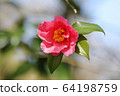 Beautiful color camellia 64198759