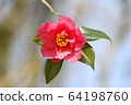 Beautiful color camellia 64198760