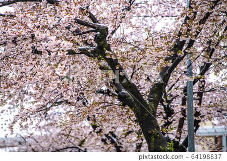 日本的橫濱城市景觀櫻花與雪的競爭= 29天，多摩廣場車站前（... 32年前） 64198837