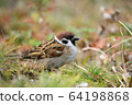 Cute sparrow 64198868