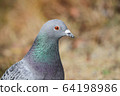 Pigeons, up 64198986