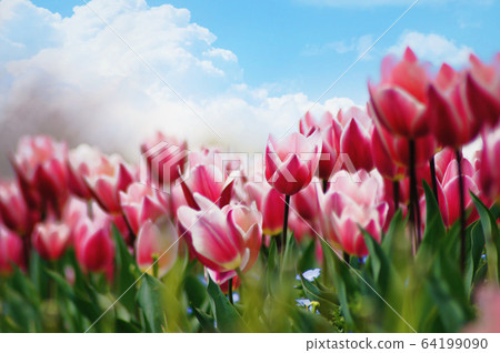 Sky of tulip field Sky of tulip field 64199090