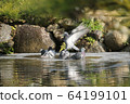 Pigeon gathering 64199101
