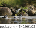 Pigeon gathering 64199102
