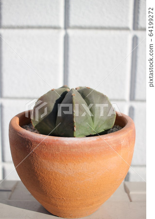 Cactus hekiruriranpo ball Cactus hekiruriranpo ball 64199272