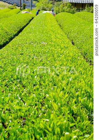 Tea leaves harvesting scenery Comparison before and after harvesting New tea Ichibancha Wazuka-cho, Kyoto Tea leaves harvesting scenery Comparison before and after harvesting New tea Ichibancha Wazuka-cho, Kyoto 64200059