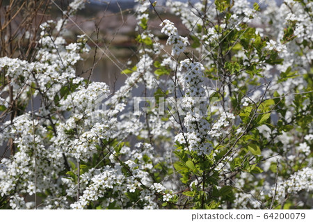 Beautiful spring scenery with white flowers 64200079